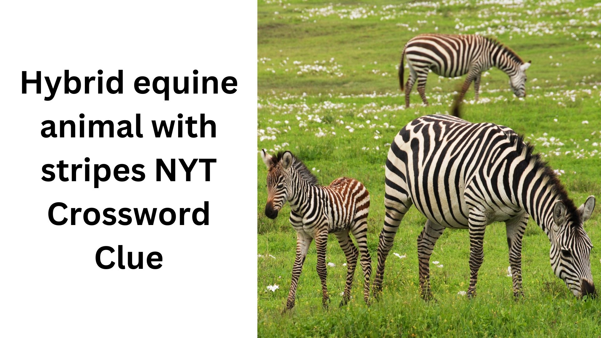 equine animal with stripes