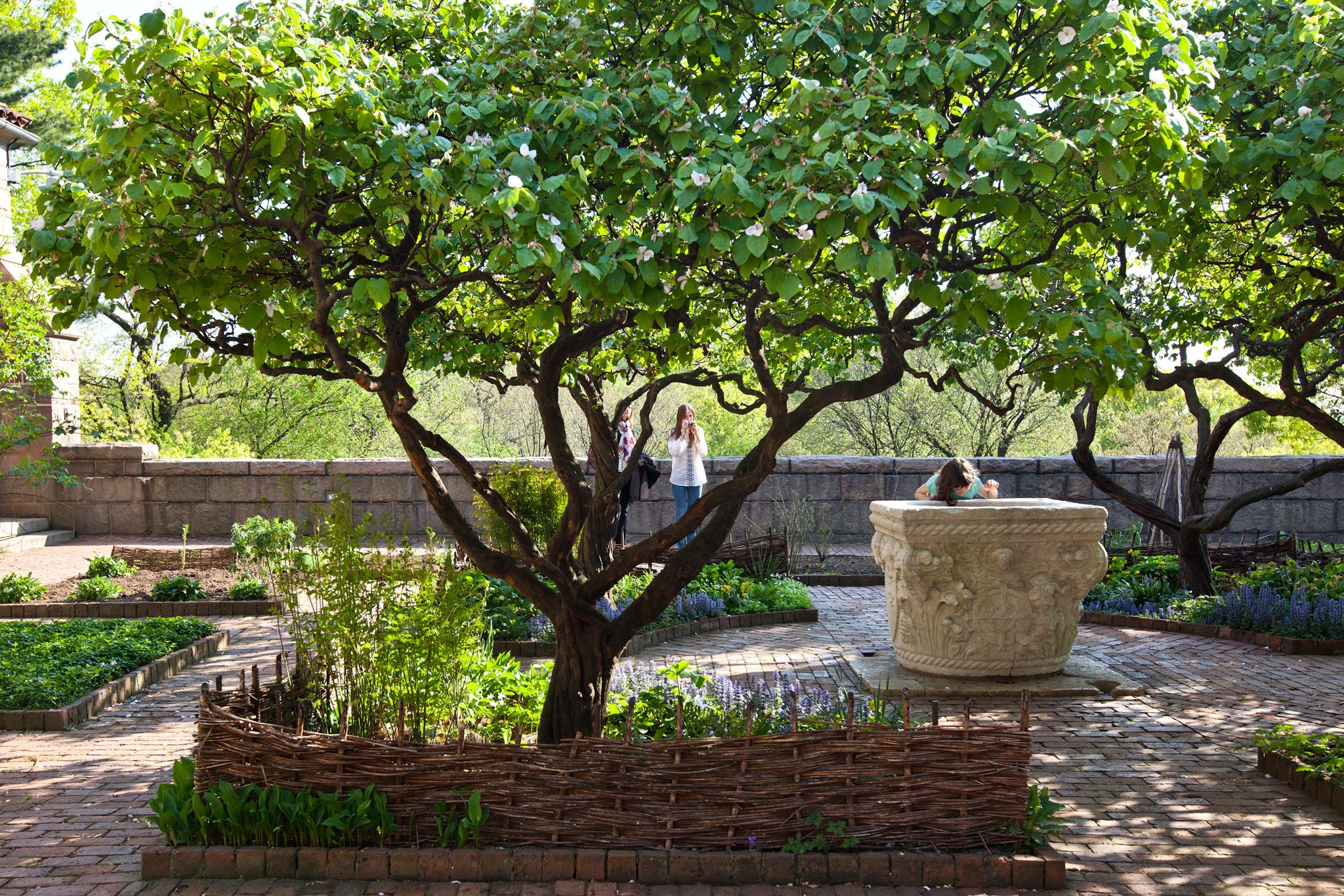 In Praise Of The Misunderstood Quince Tree The New York Times