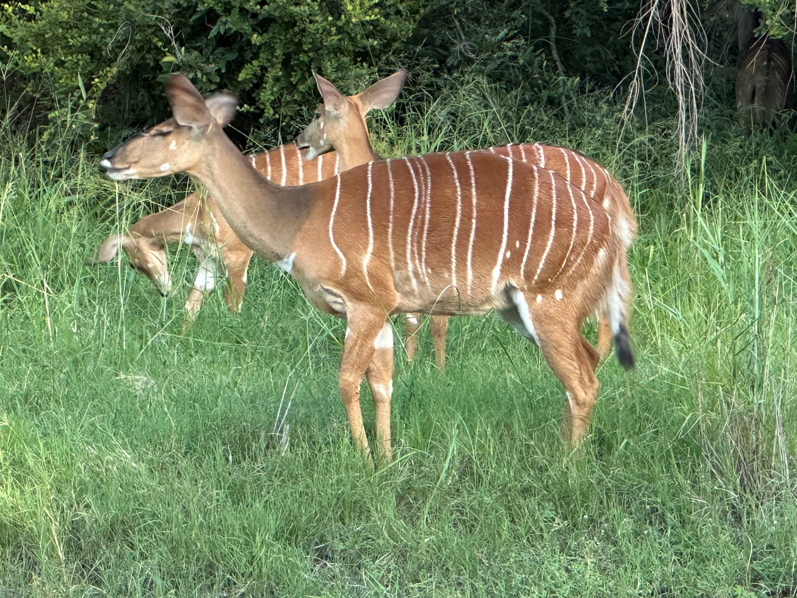In Touch With Nature Nyala Antelope southernAfricanwildlife Writing To Be Read