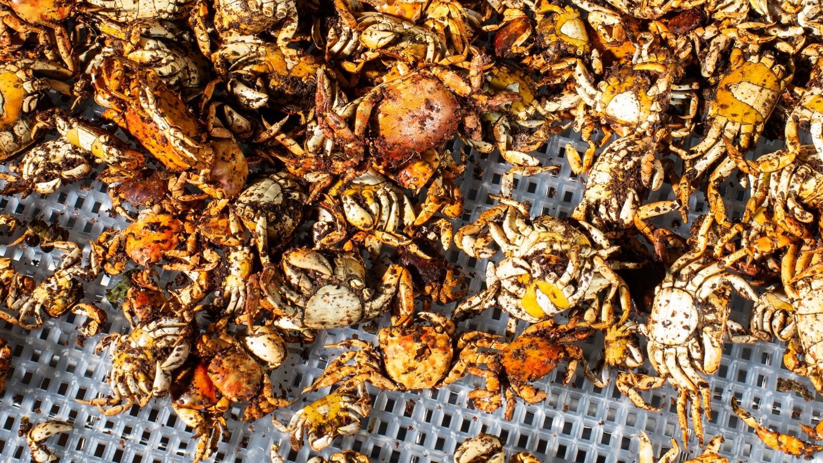 10 legged marine crustacean nyt 10 legged marine crustacean nyt