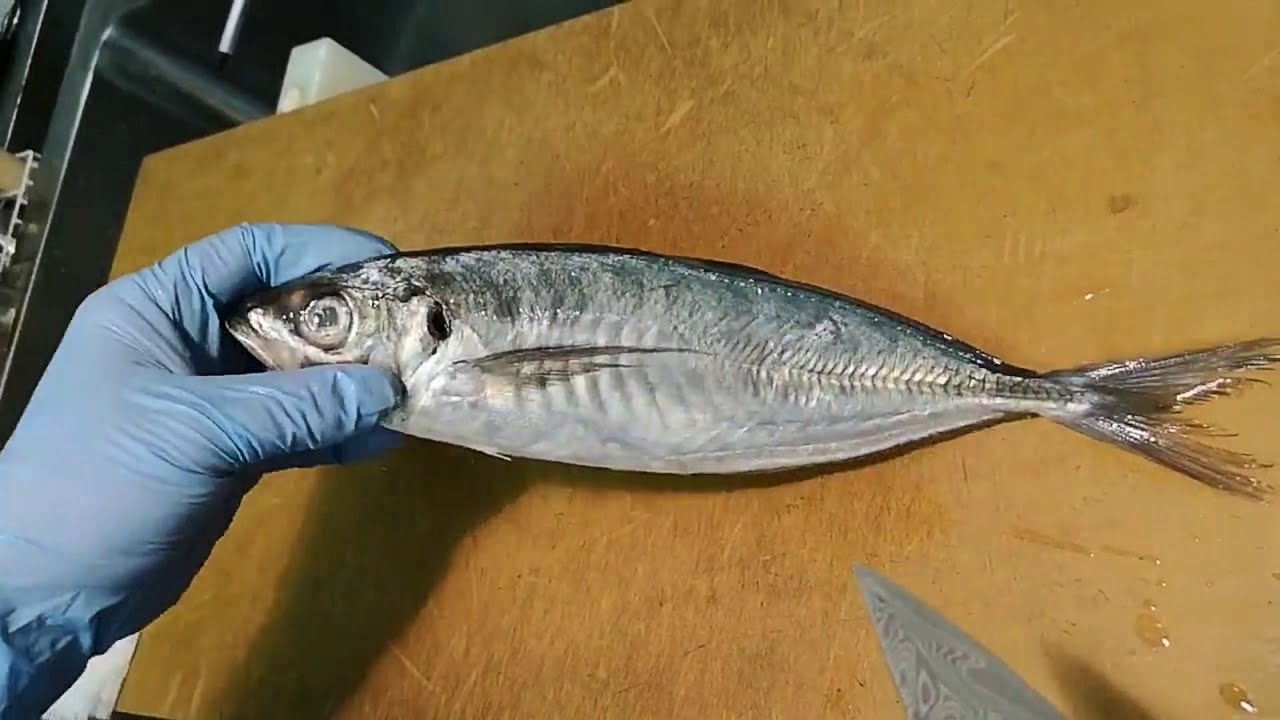 JAPANESE SKILLS FILLETING FISH SASHIMI YouTube