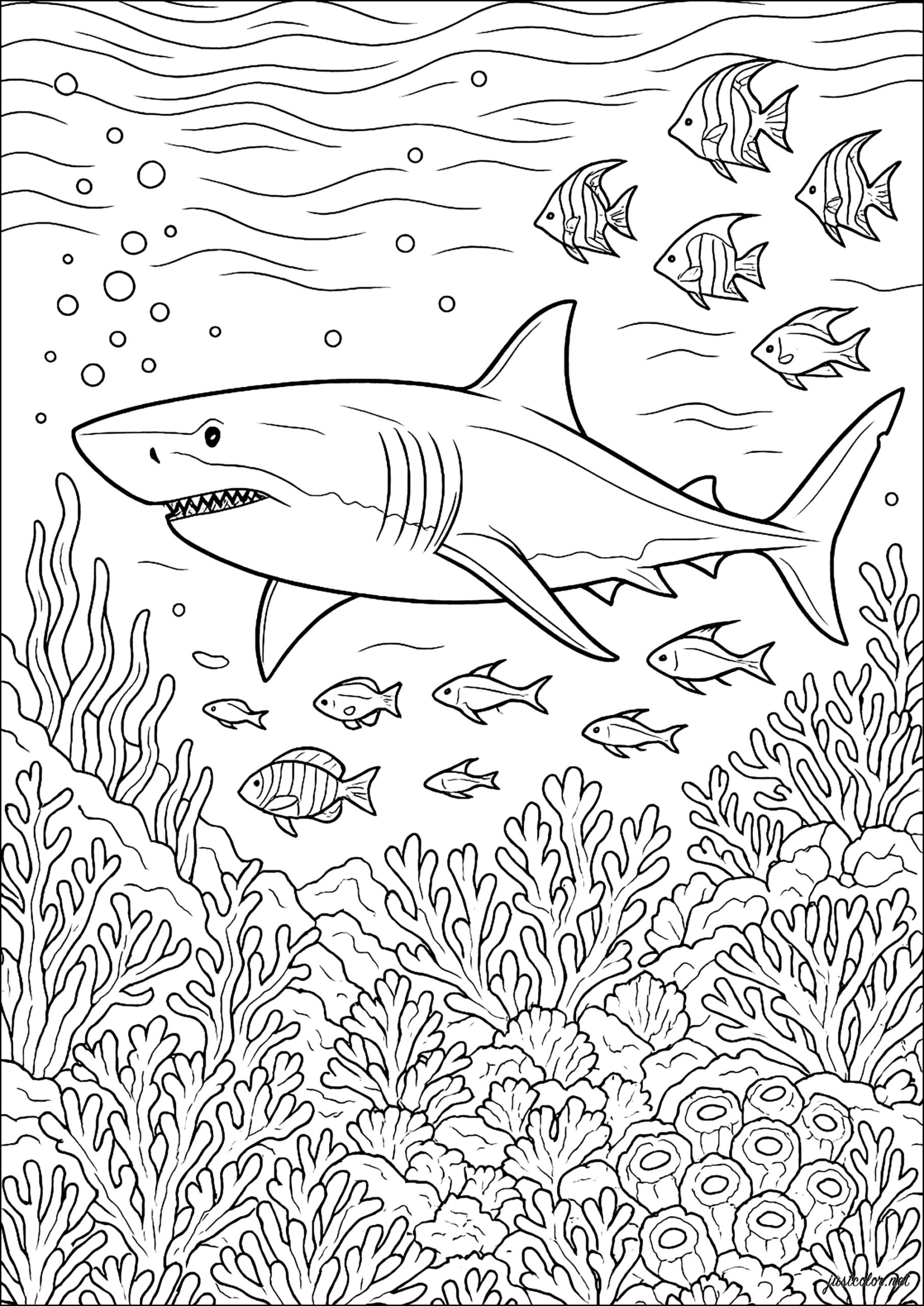 printable shark coloring pages