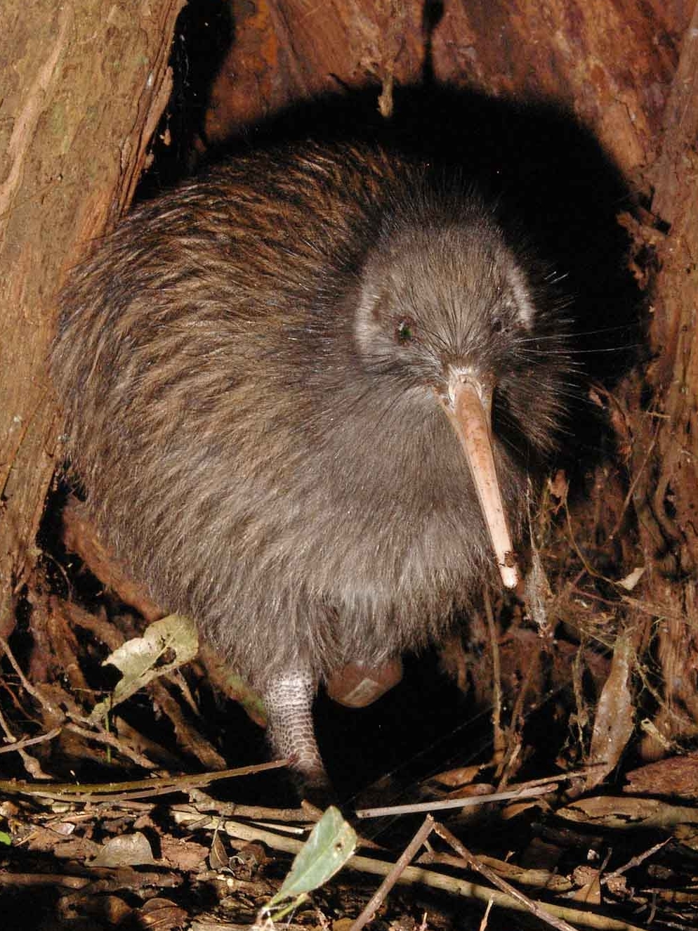 Kiwi bird Wikipedia
