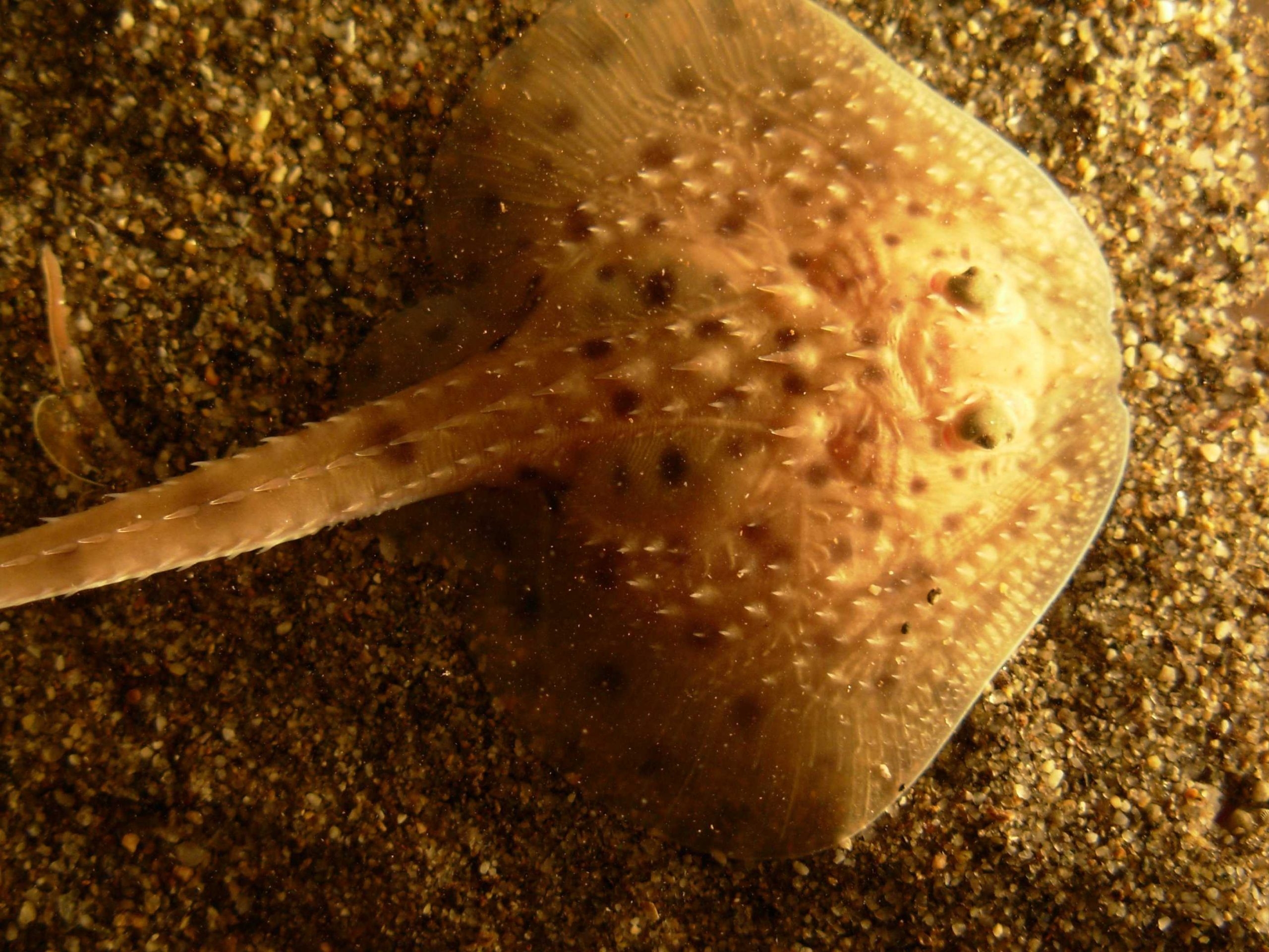 relative of a stingray