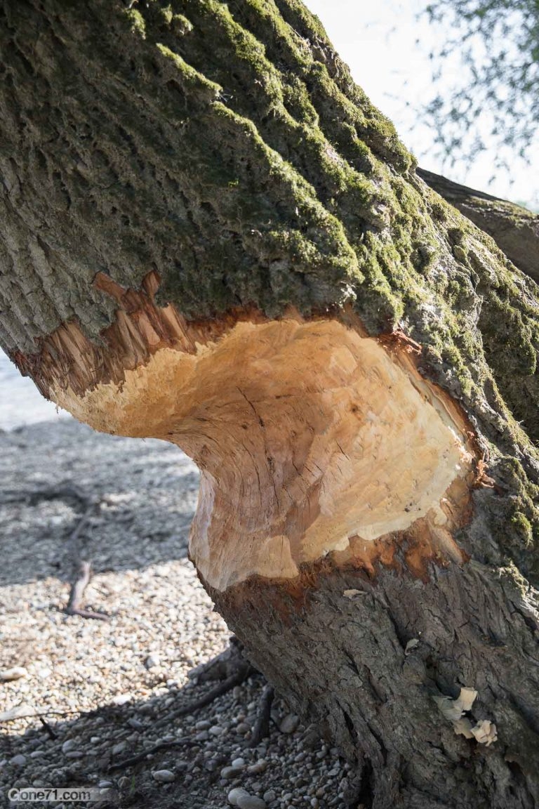 Loft Bed Built From Beaver Chewed Wild Wood The Beaver Castle