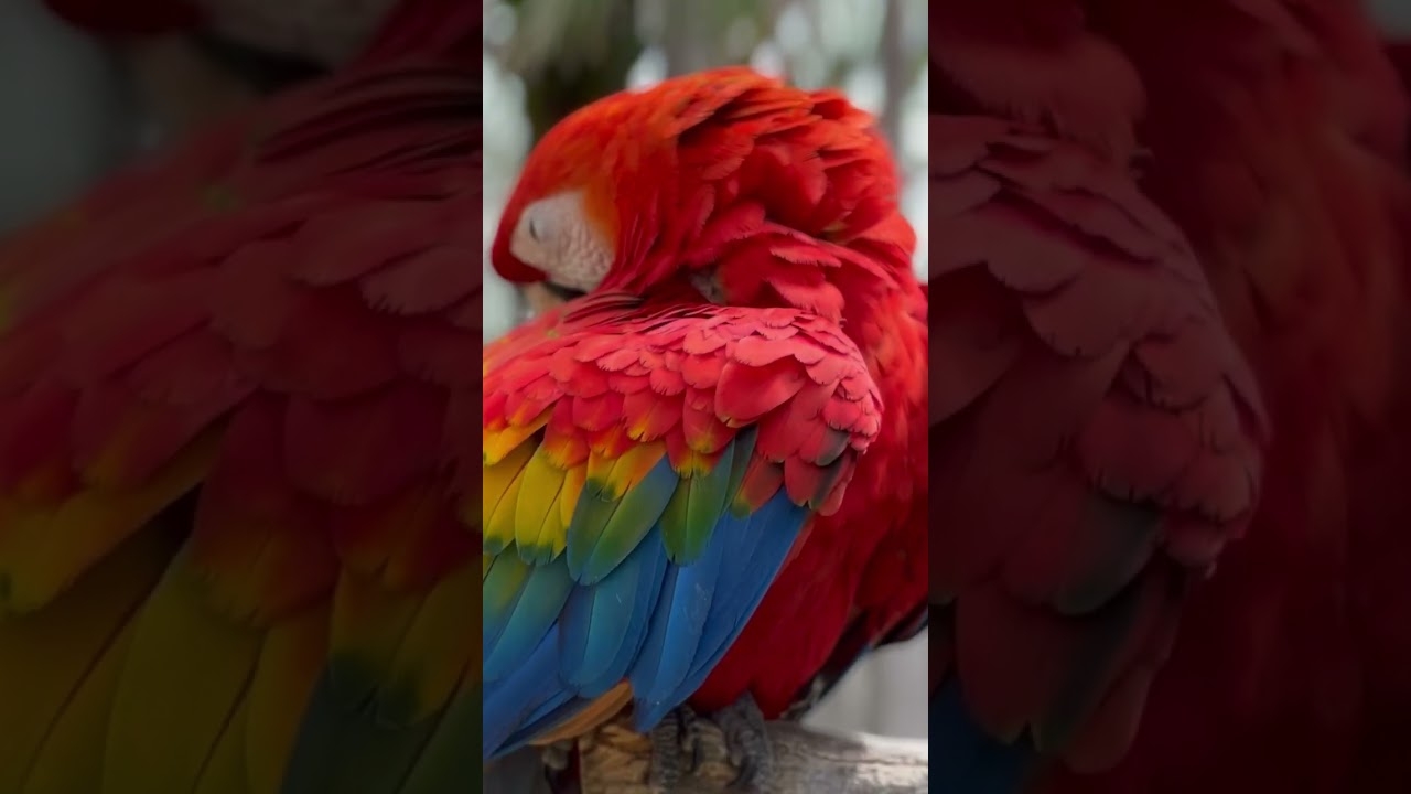 Macaw Red birdwatching birds bird YouTube