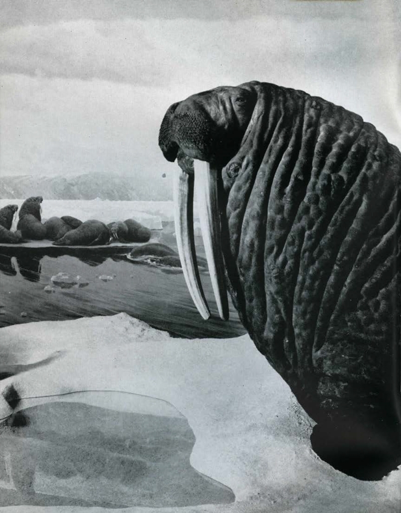 Museum Bulletin Carvings In Walrus Ivory