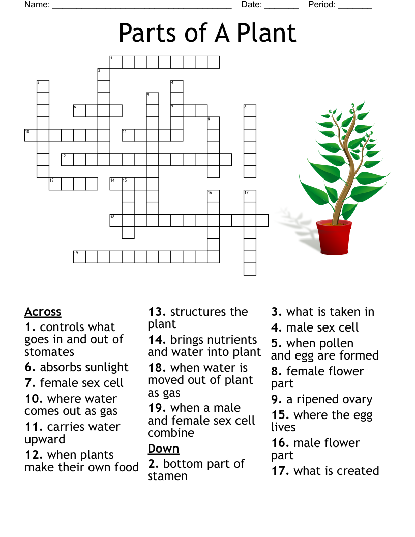 flower part crossword clue
