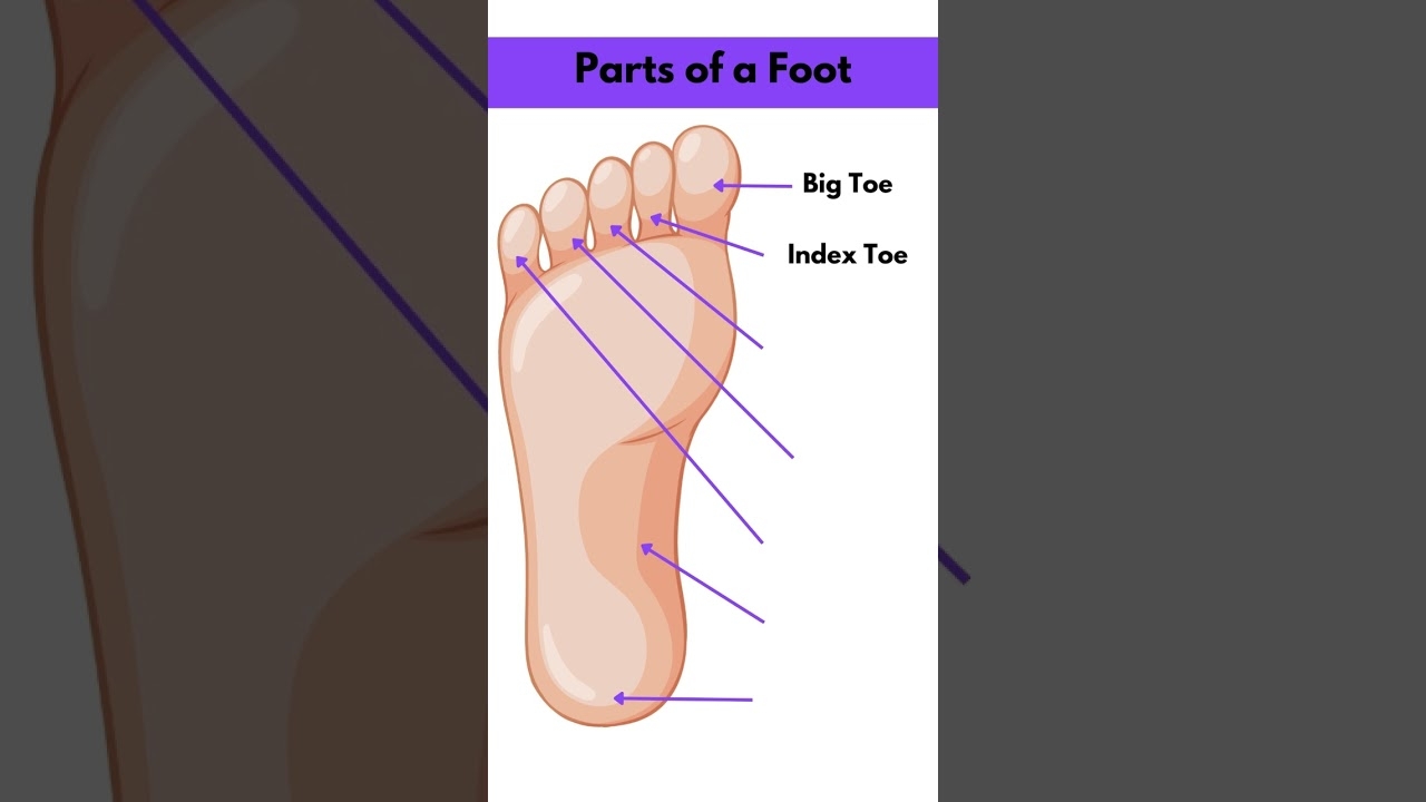 Parts Of The Foot viral fyp learnenglish YouTube
