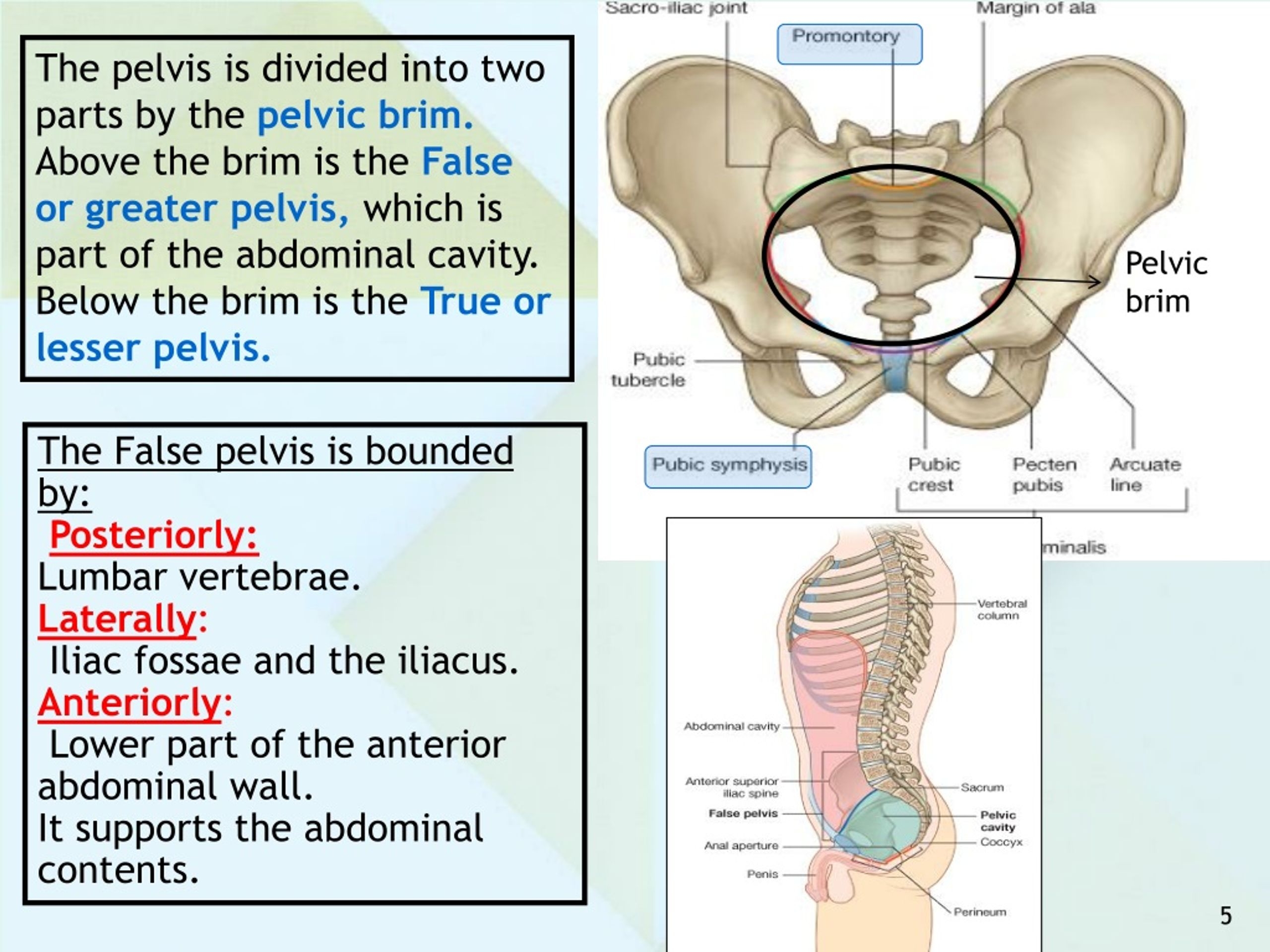 Pelvis Parts Crossword