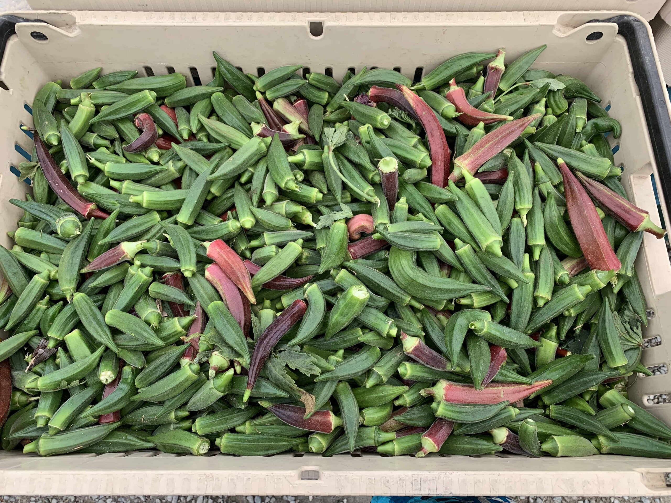 pod vegetable often in gumbo