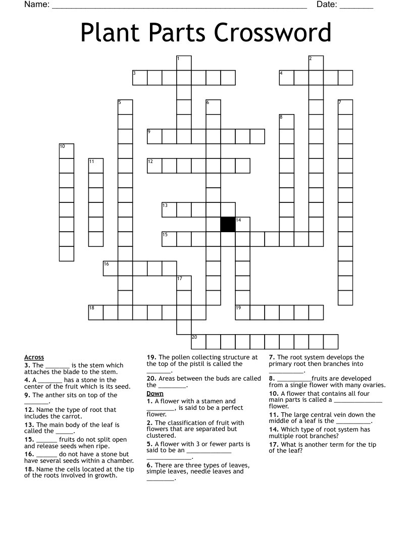 Plant Parts Crossword WordMint