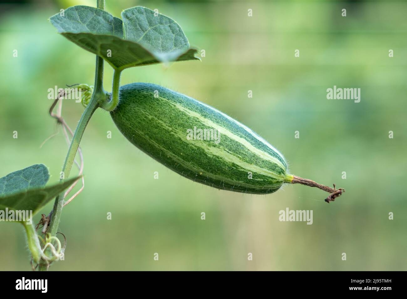 Pointed Arch Crossword Clue Hi res Stock Photography And Images Alamy Pointed Arch Crossword Clue Hi res Stock Photography And Images Alamy