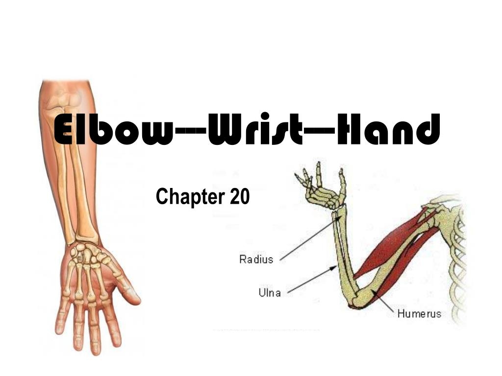 PPT Elbow Wrist Hand PowerPoint Presentation Free Download ID 1717608 PPT Elbow Wrist Hand PowerPoint Presentation Free Download ID 1717608