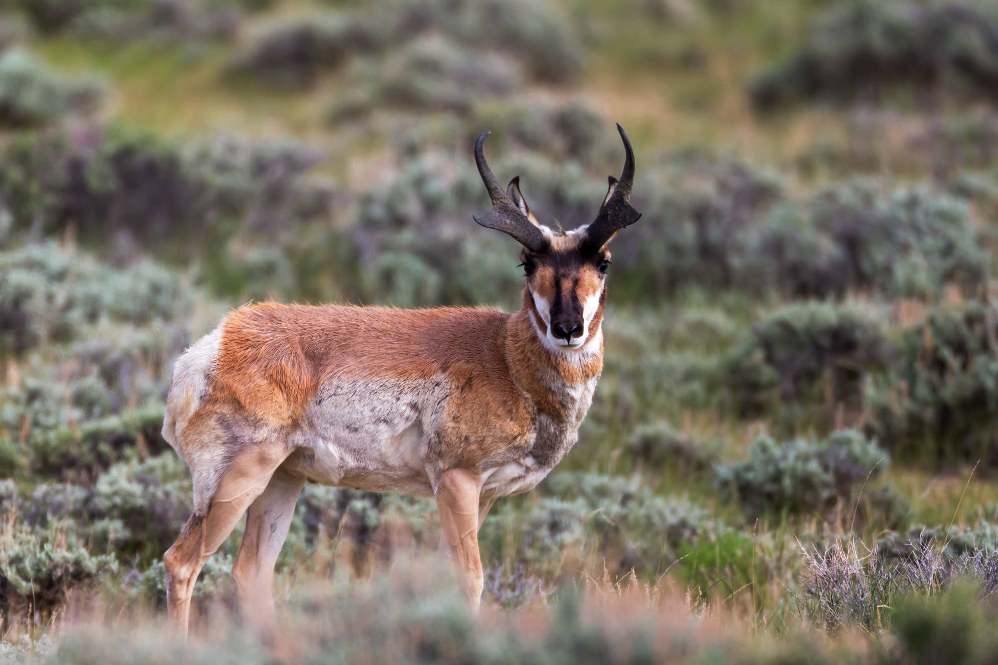 Pronghorn Antelope Photography A Gallery Of Wildlife Photo Prints By Joseph C Filer