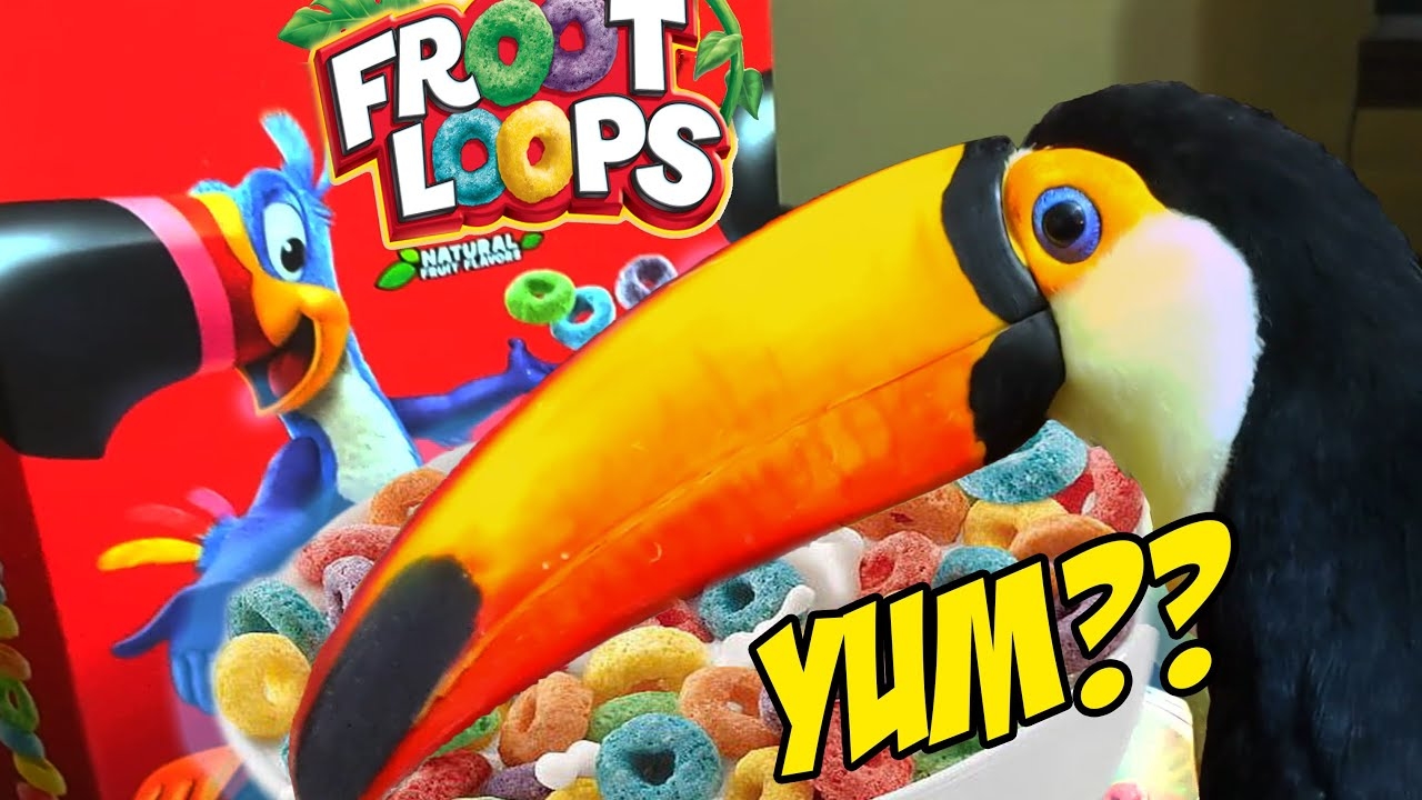 Real Toucan Tries Froot Loops For The First Time YouTube