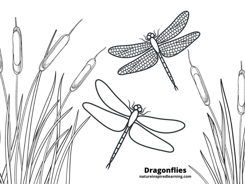 Realistic Dragonfly Coloring Pages Nature Inspired Learning