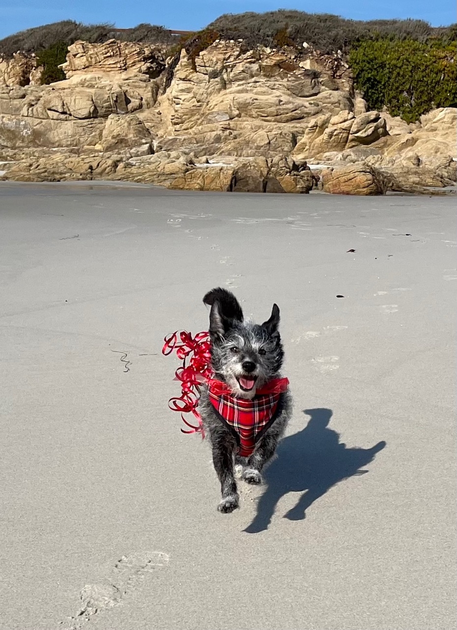 pinkberry choice crossword clue