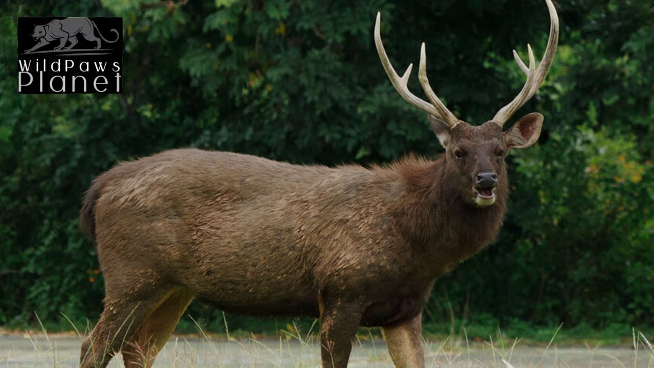 Sambar Deer Unveiled A Close Encounter With Nature s Majestic Grazer YouTube