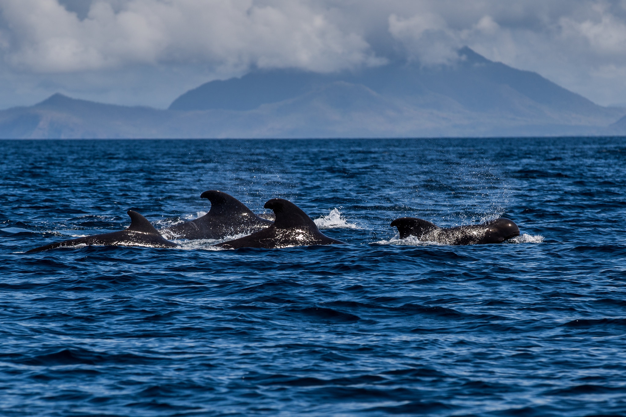 School Of Whales The New York Times