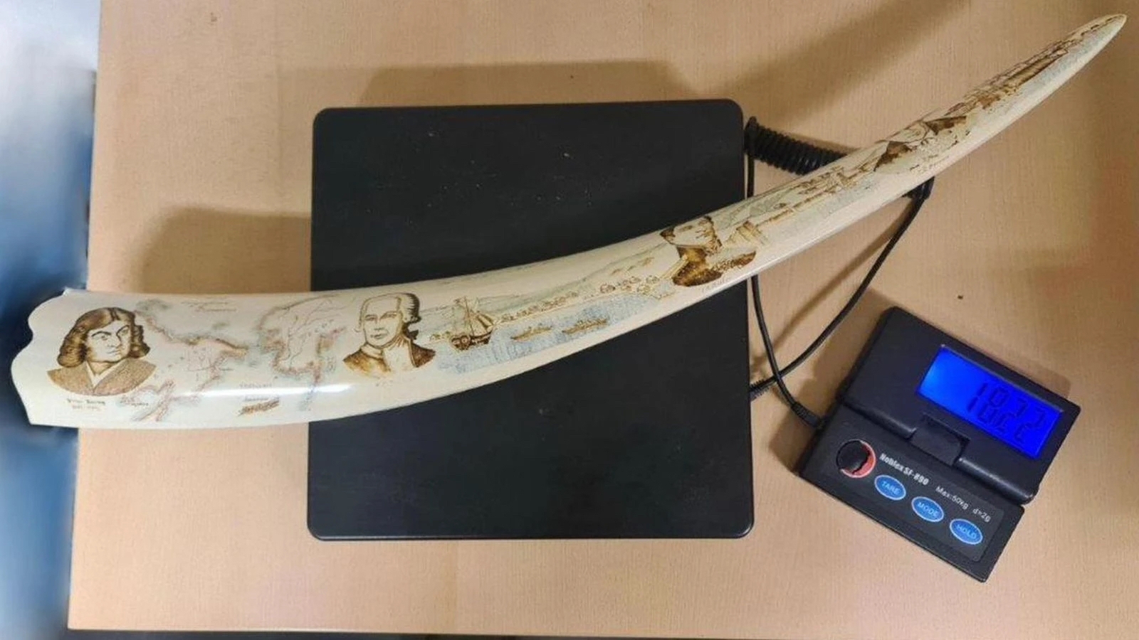 Scrimshaw Walrus Tusk Confiscated From 24 year old At BER The Berliner Scrimshaw Walrus Tusk Confiscated From 24 year old At BER The Berliner