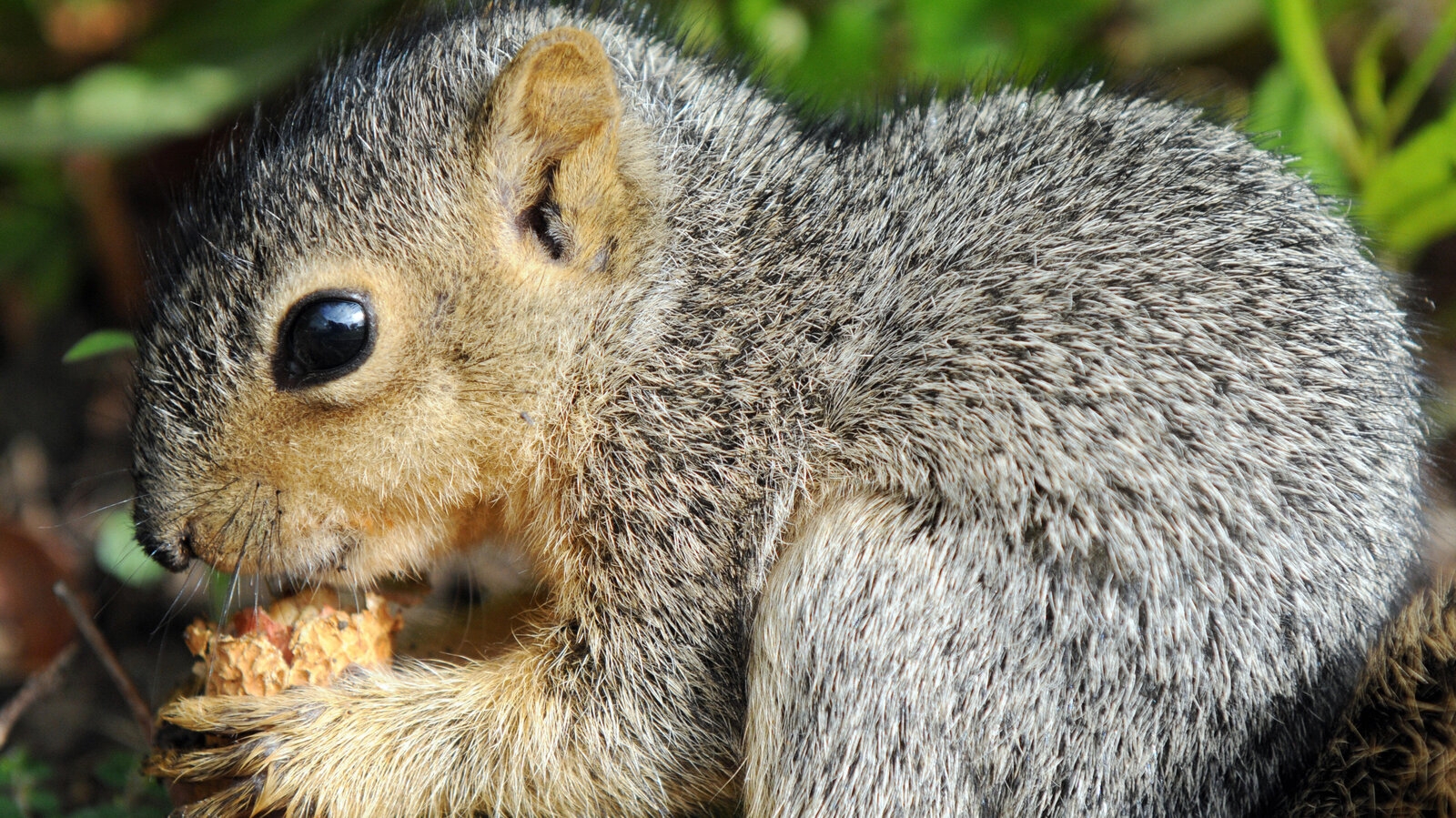 Sentimental Feelings The New York Times Sentimental Feelings The New York Times