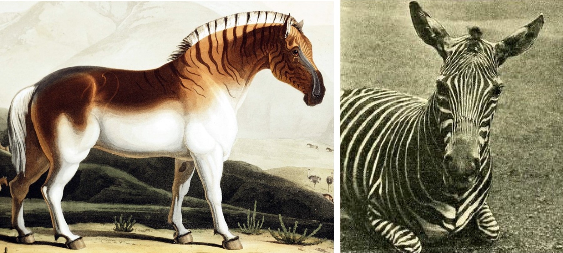 ShukerNature DANIELL S QUAGGA AND WARD S ZEBRA ANOTHER TWO STRIPED CURIOSITIES OF THE EQUINE KIND