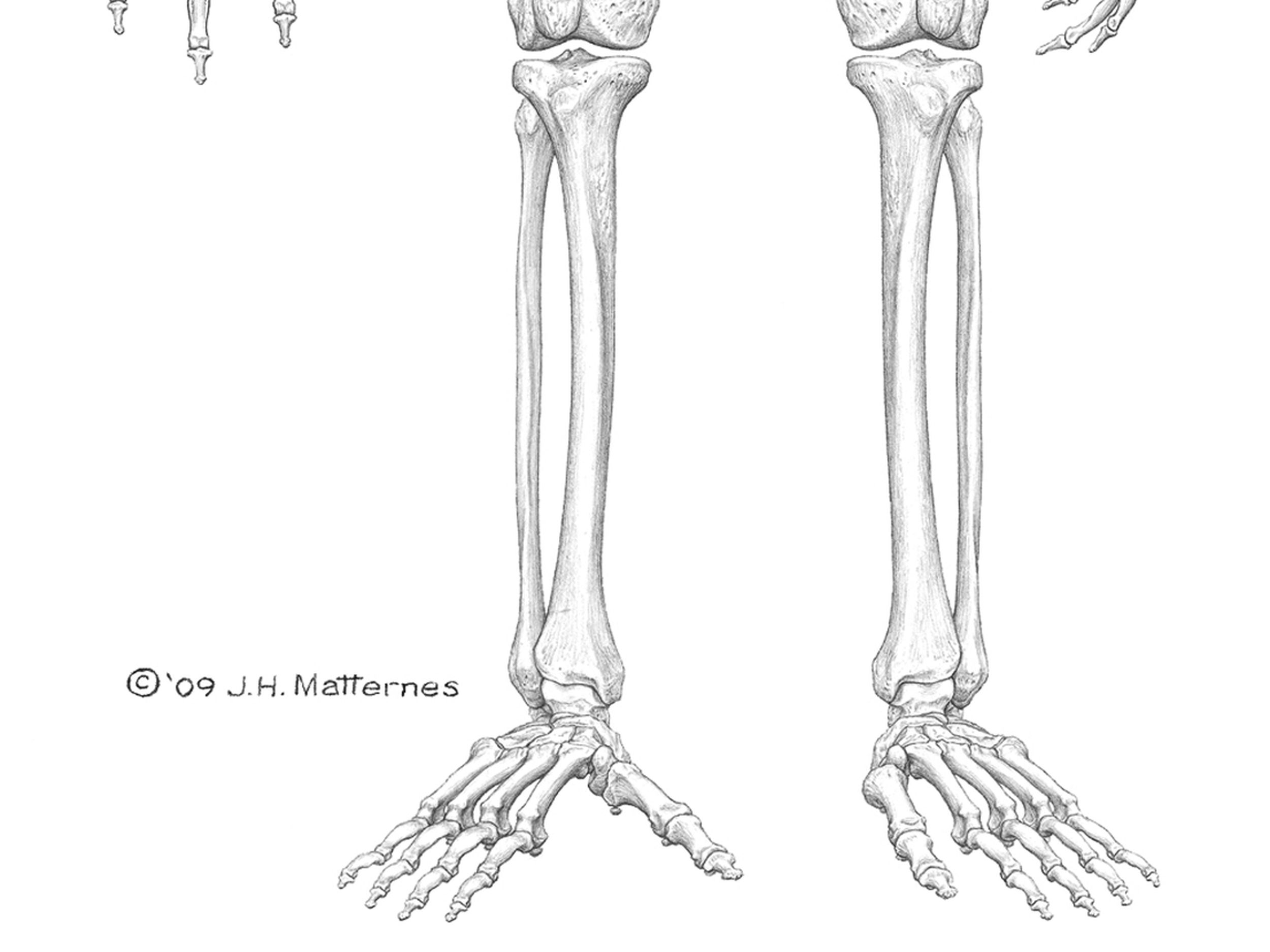 arm bones crossword clue