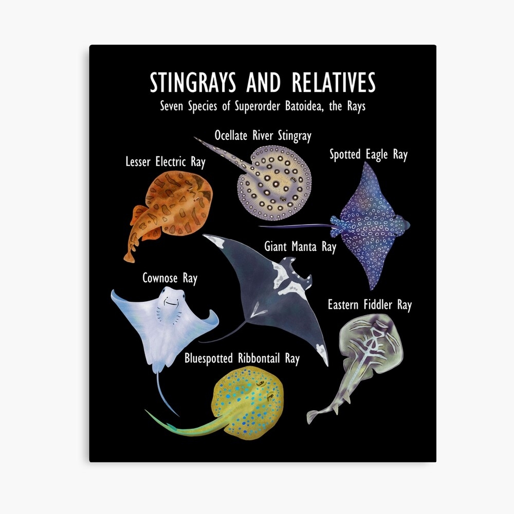 Stingray Species Manta Ray River Stingray And Relatives Greeting Card For Sale By ELMayer Redbubble
