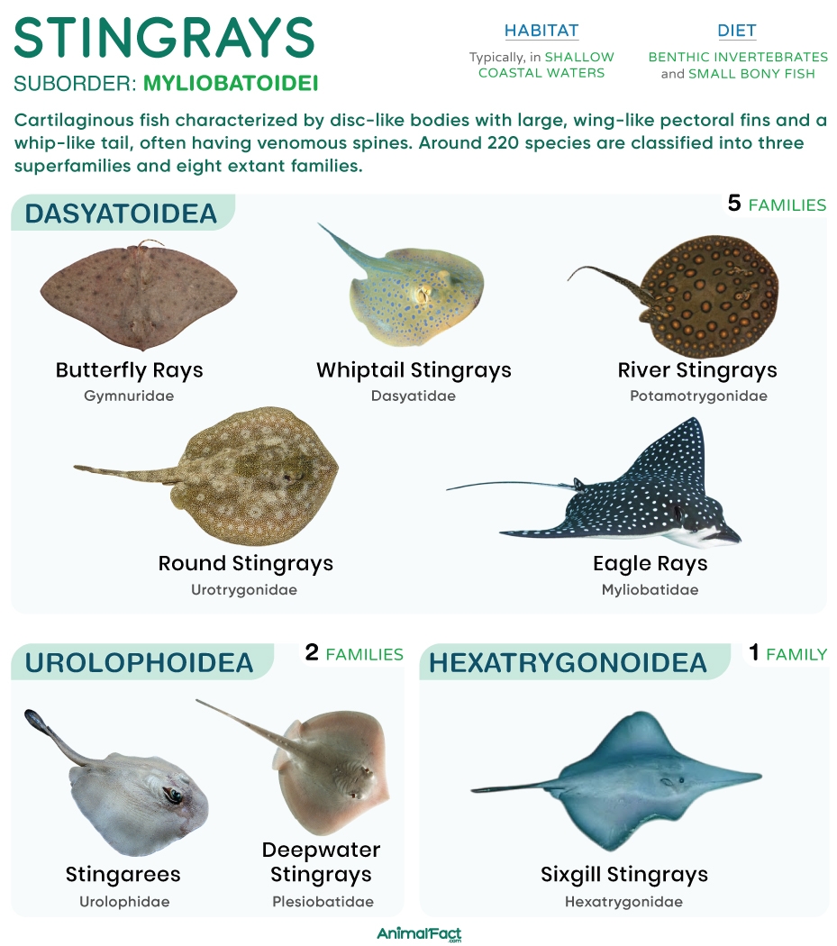 Stingray Types Anatomy Habitat Diet Life Cycle Pictures