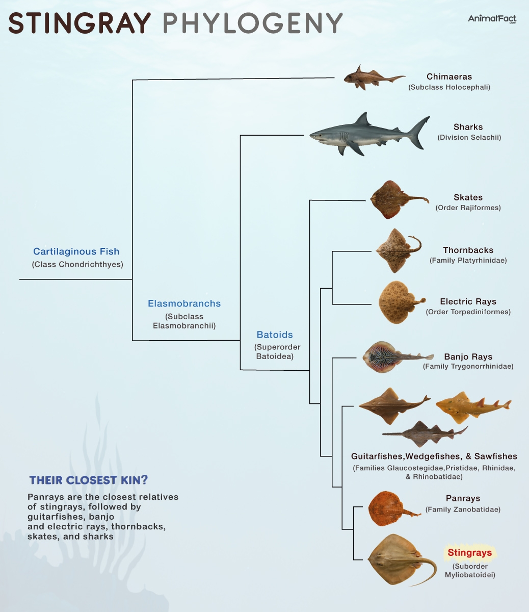 Stingray Types Anatomy Habitat Diet Life Cycle Pictures