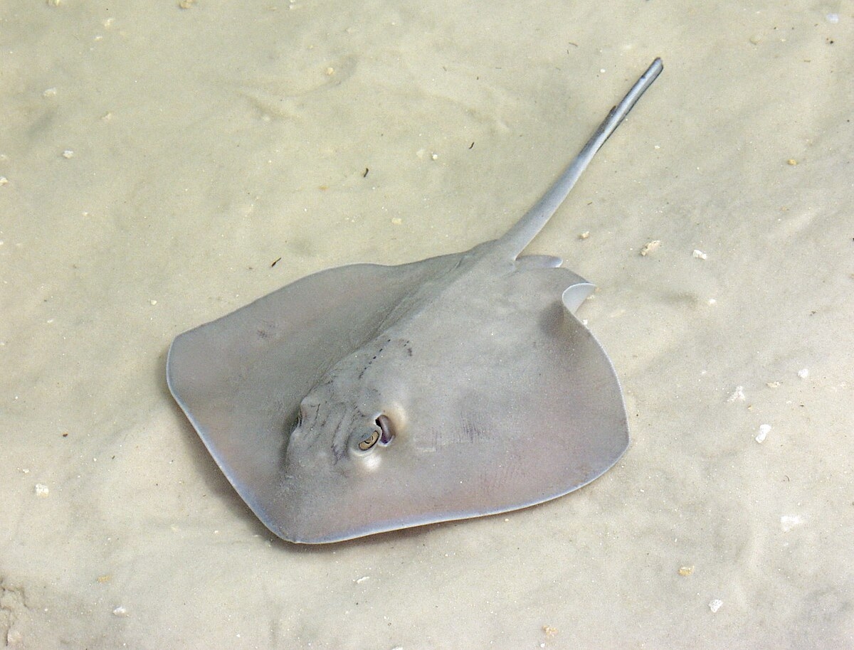 Stingray Wikipedia