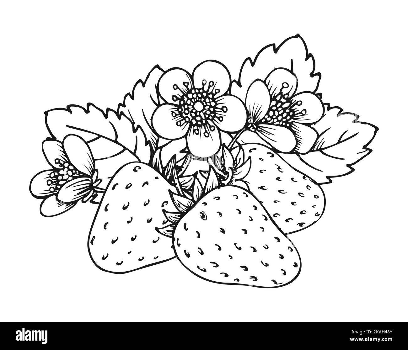 Strawberry Bunch Of Three Berries Coloring Book Page Whole Ripe Wild Forest Berry With Leaves And