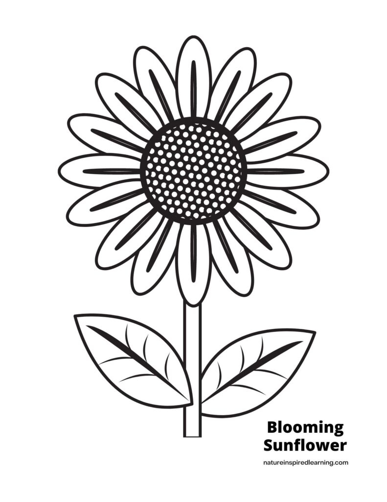 Sunflower Coloring Pages Nature Inspired Learning