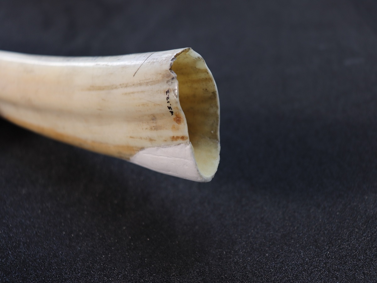The Conservation Of A Walrus Tusk scrimshaw Maritime Hull en GB 