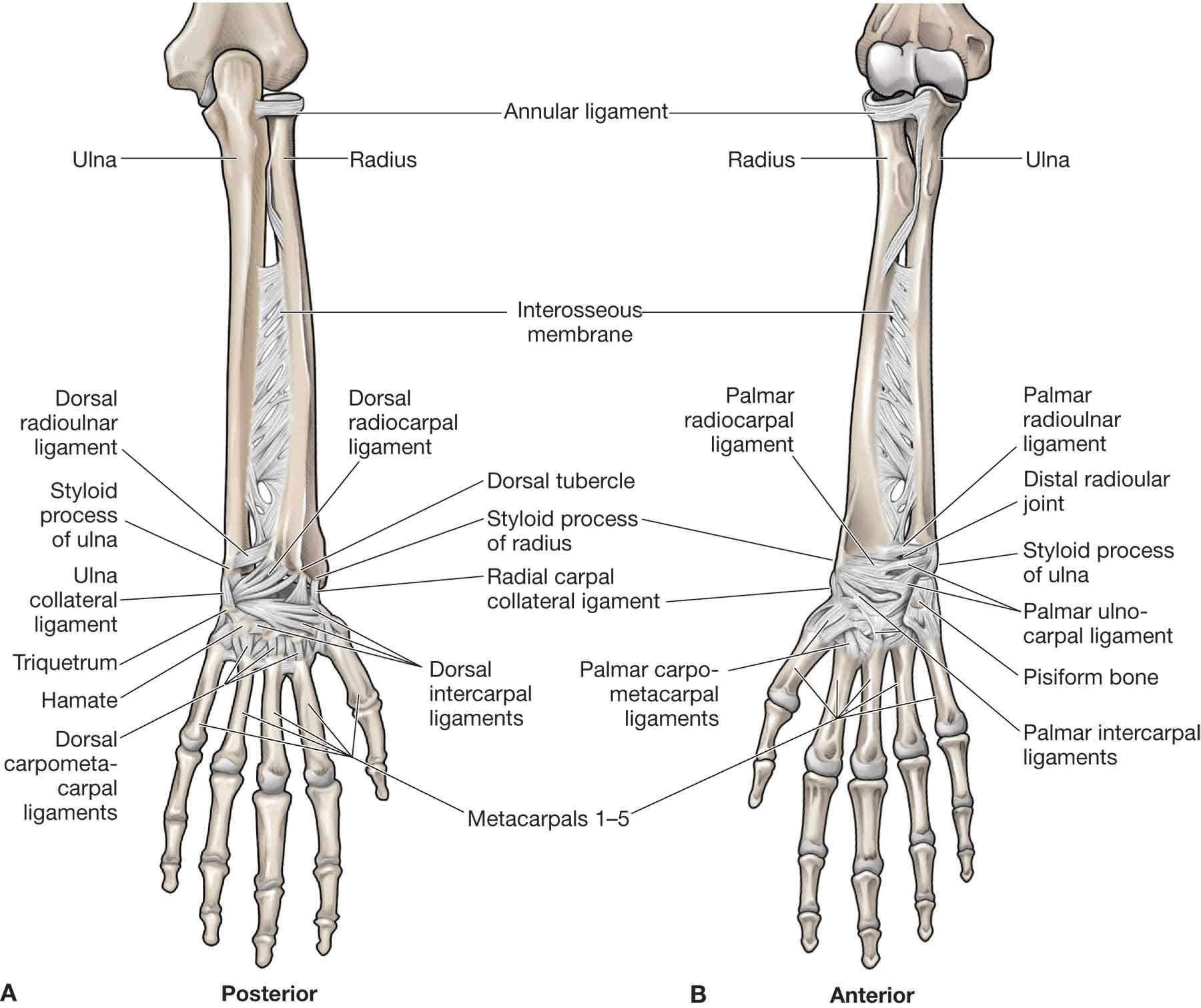 bone connecting elbow to wrist
