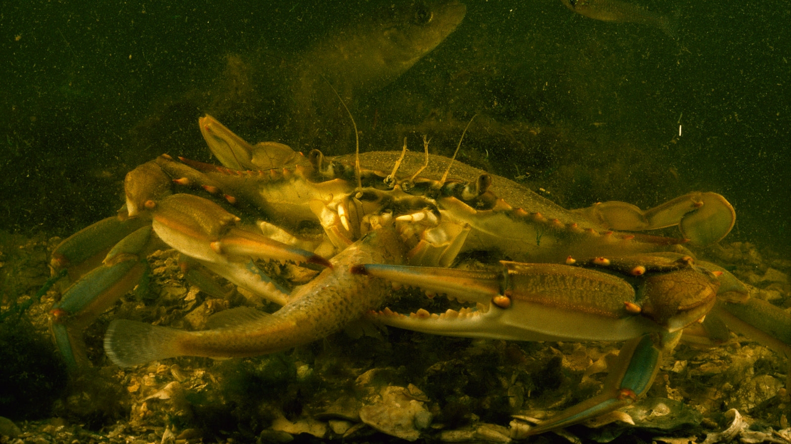 The Invisible Underwater Messaging System In Blue Crab Urine The New York Times The Invisible Underwater Messaging System In Blue Crab Urine The New York Times