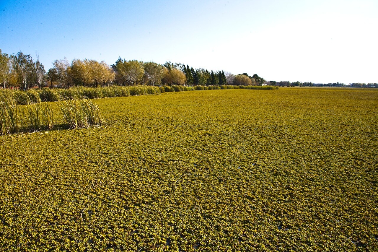 The Pampas South America s Verdant Canvas LAC Geo The Pampas South America s Verdant Canvas LAC Geo
