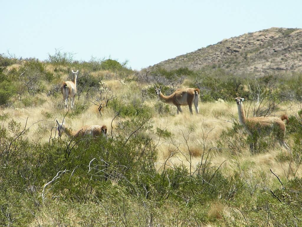 The Pampas South America s Verdant Canvas LAC Geo The Pampas South America s Verdant Canvas LAC Geo