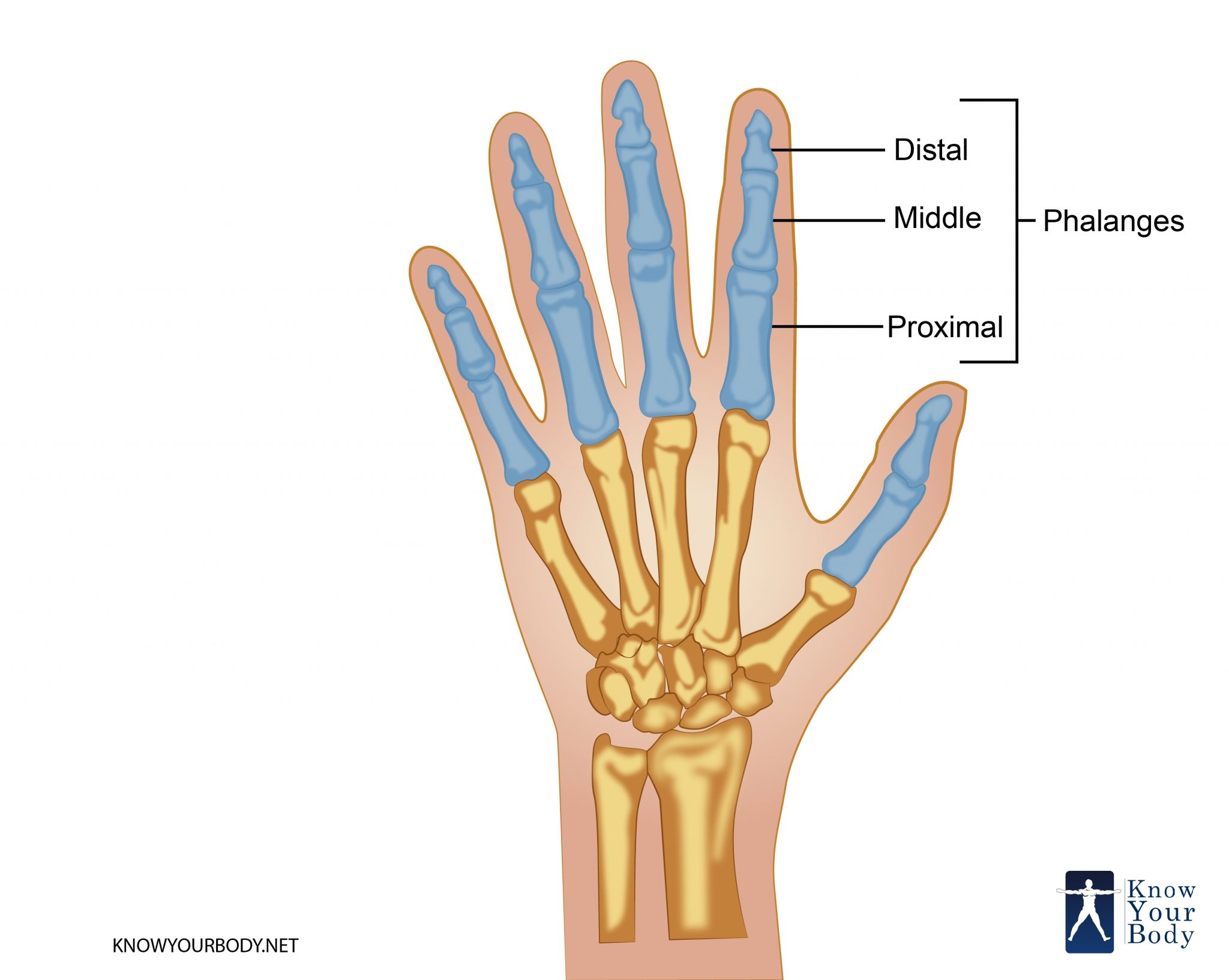 The Phalanges Are Blank To The Humerus In A Human Arm What 