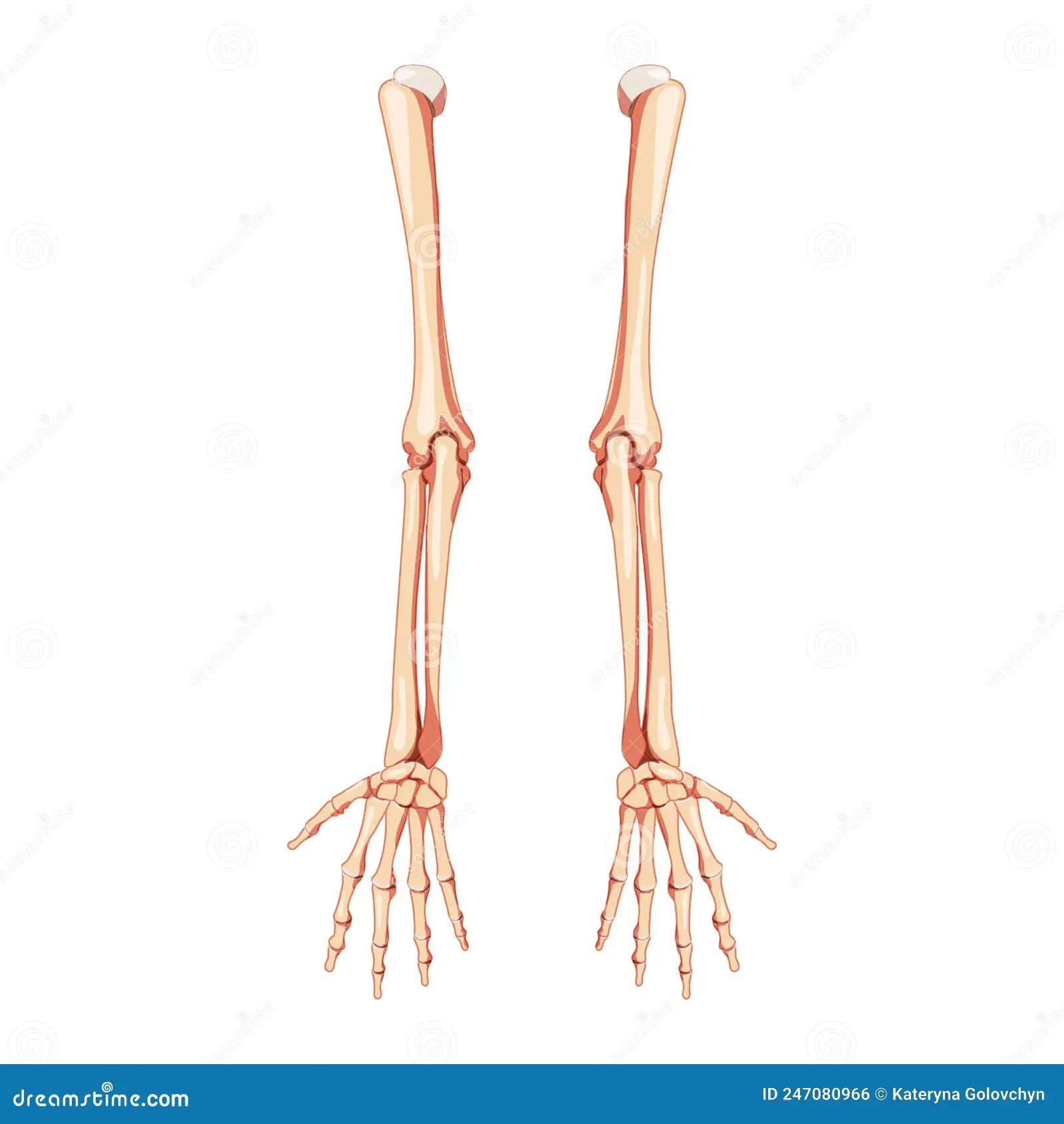 The Phalanges Are Blank To The Humerus In A Human Arm What 