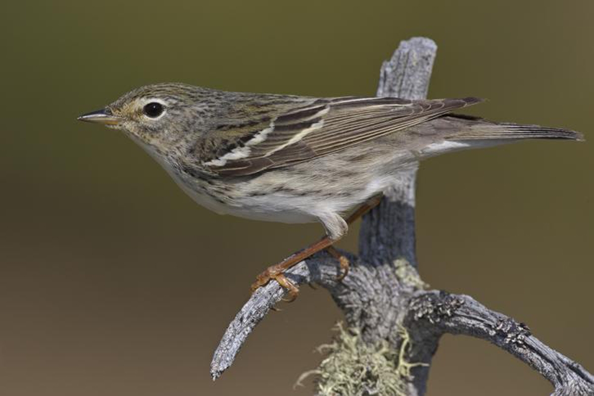 Tiny Blackpoll Warblers Make Mind boggling Migration The Boston Globe