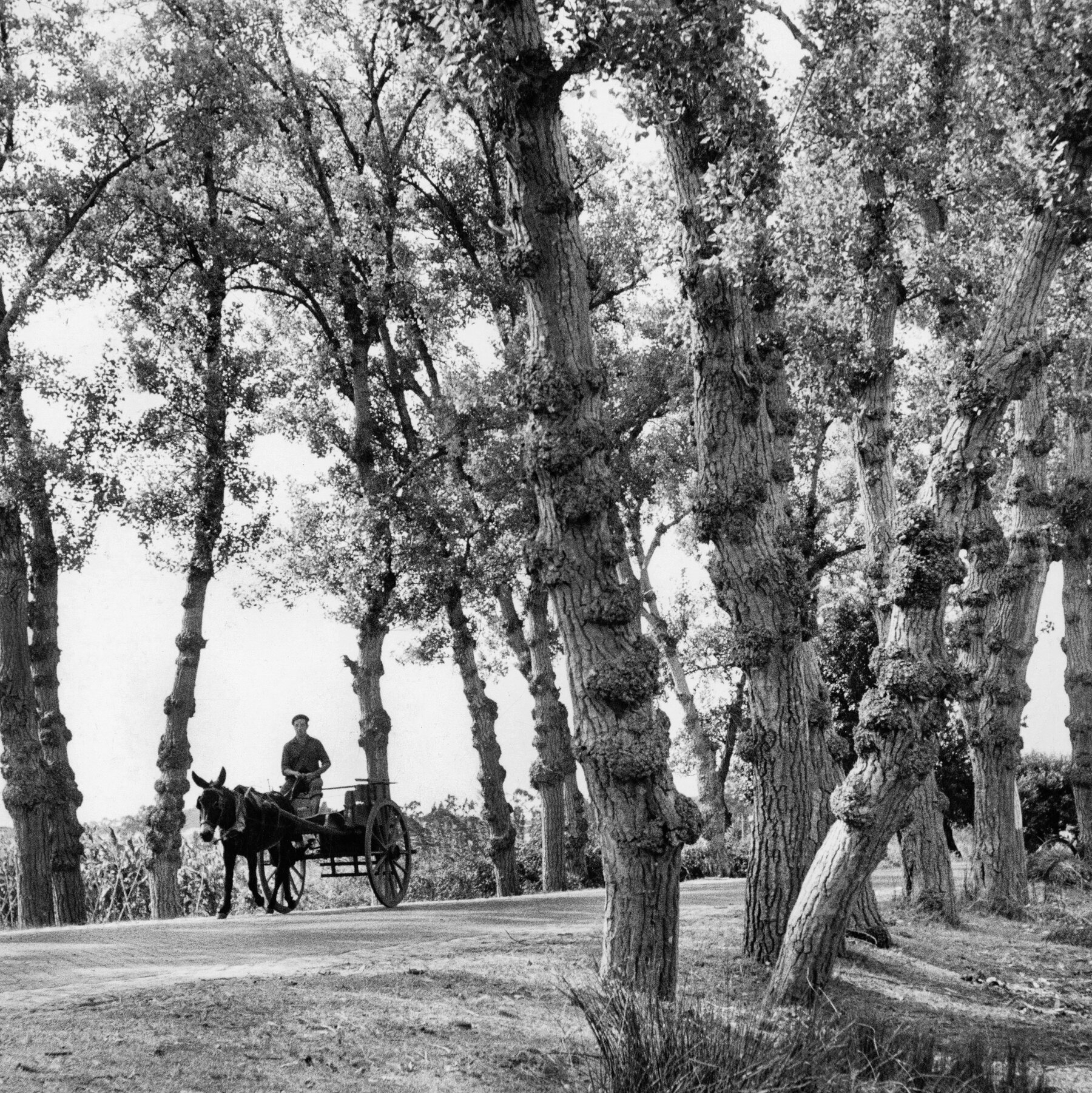 horse carriage crossword clue horse carriage crossword clue