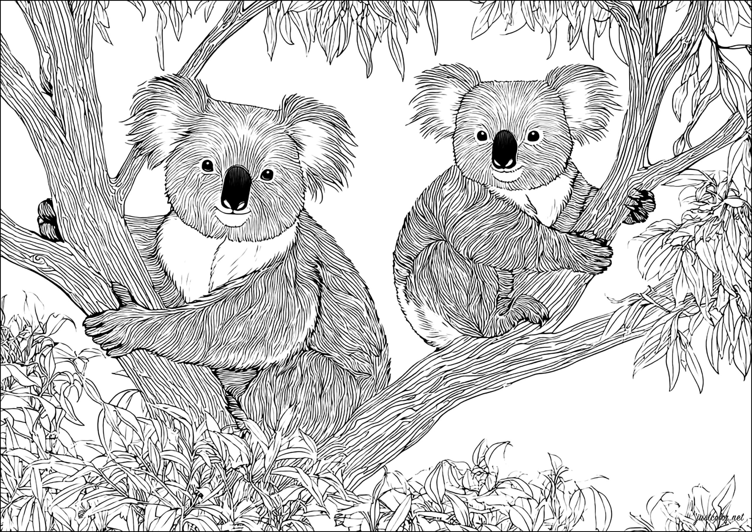 Two Koalas In A Tree Koala Coloring Pages For Adults