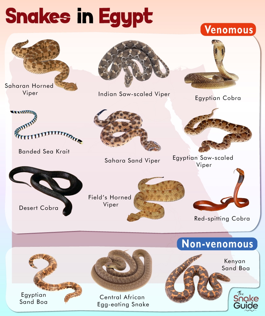 Venomous Snake From Egypt 3 Letters