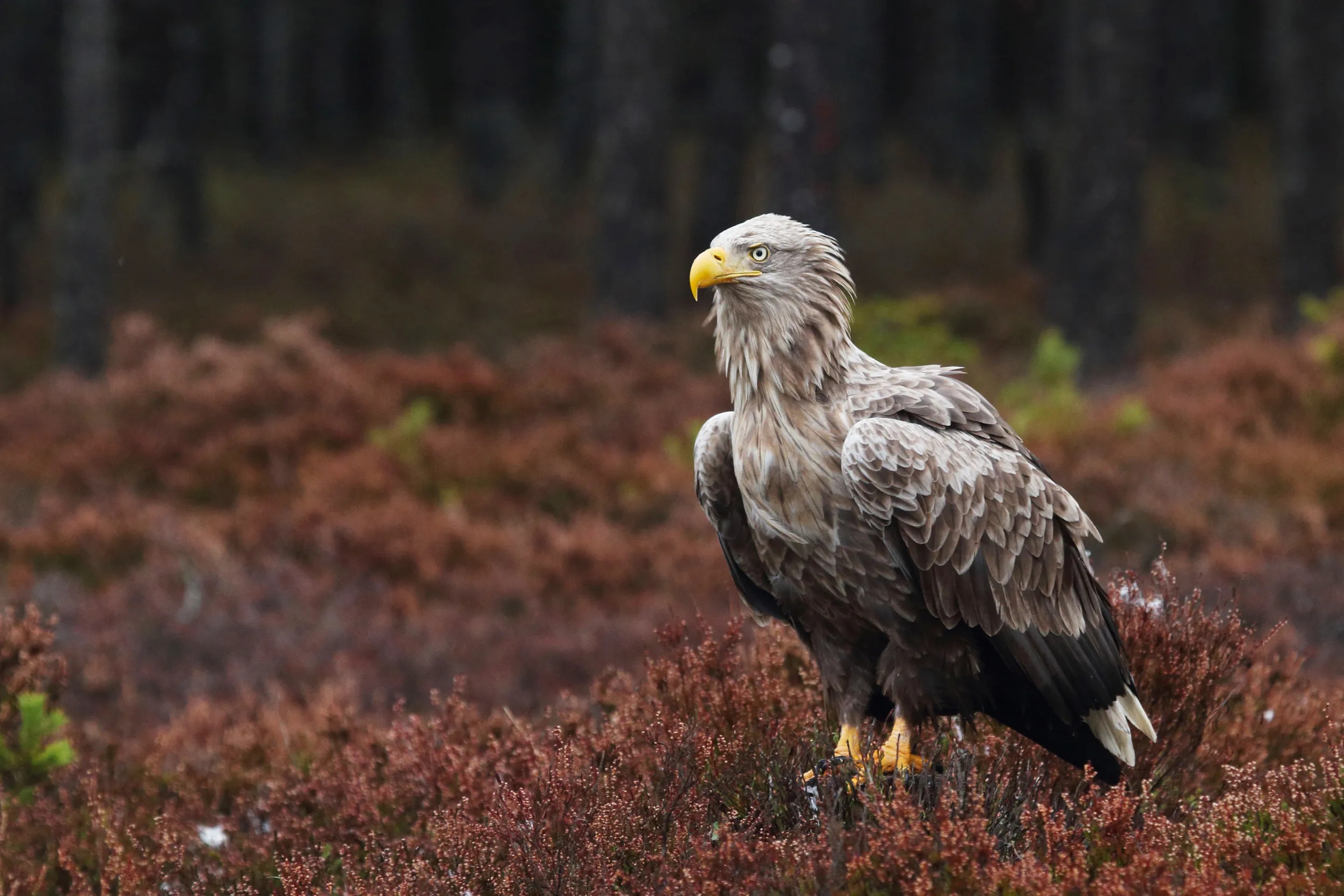 White Tailed Eagle Facts Haliaeetus Albicilla White Tailed Eagle Facts Haliaeetus Albicilla