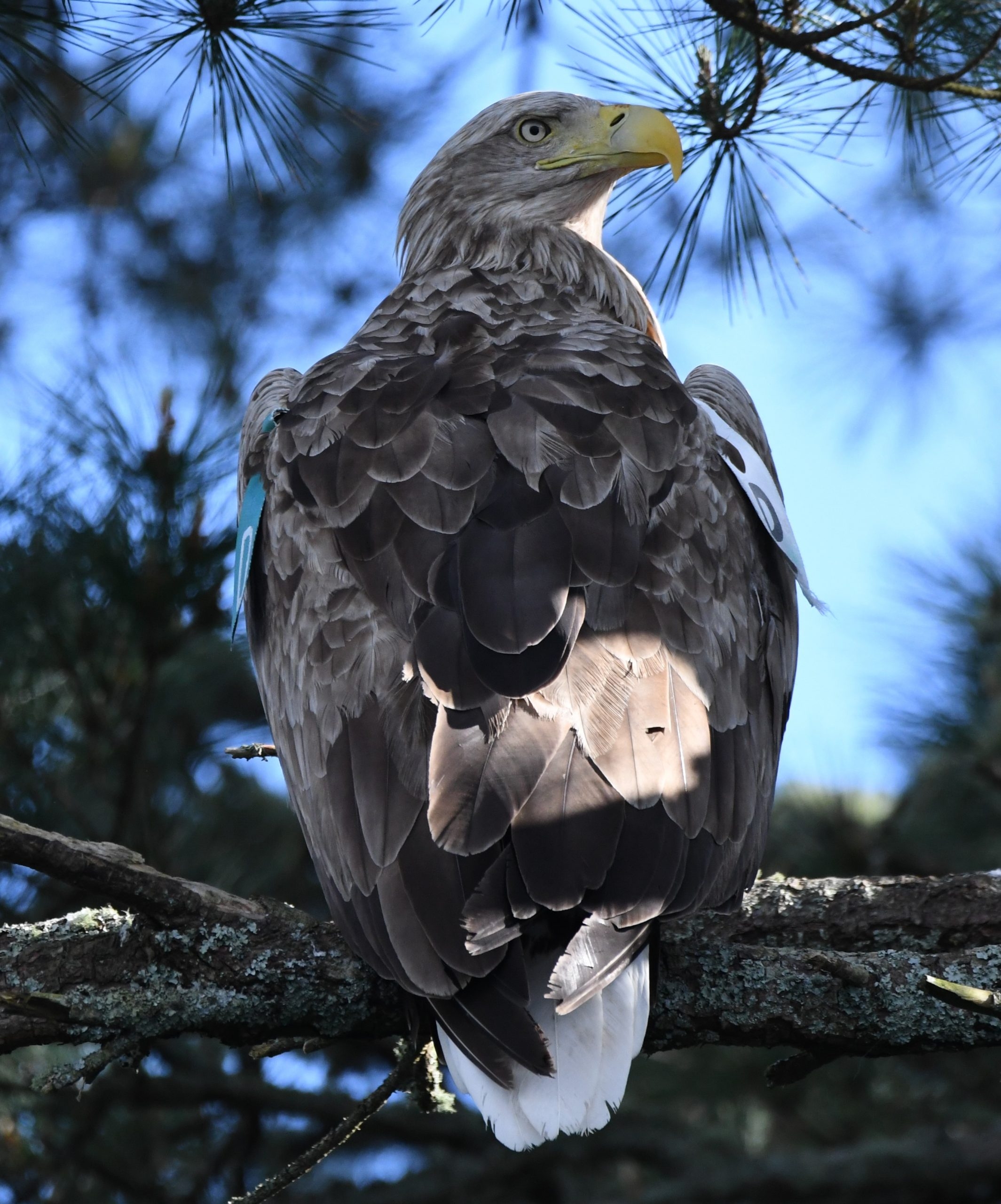 White tailed Sea Eagle Facts Glengarriff Nature Reserve White tailed Sea Eagle Facts Glengarriff Nature Reserve