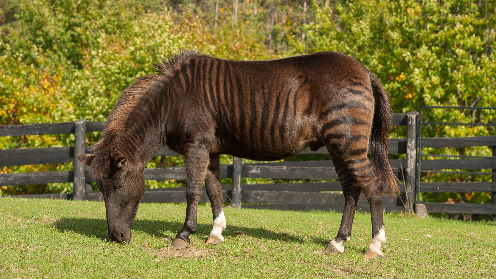 Yes The Zorse Is A Real Mix Of A Horse And A Zebra HowStuffWorks