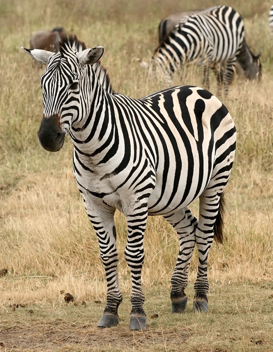 Zebra Wikipedia