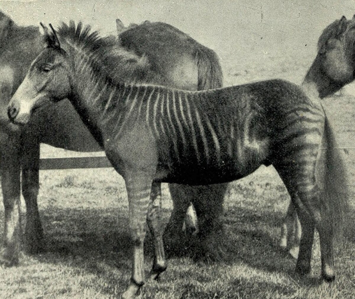 Zebroid Wikipedia